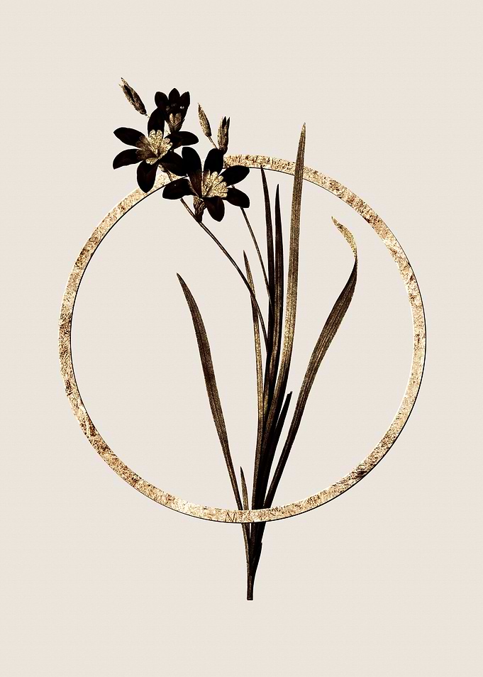 Gold Ixia Tricolor Lily