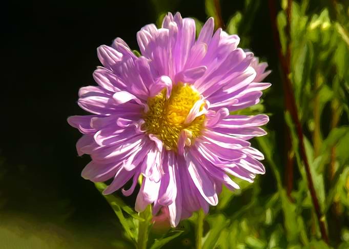Aster