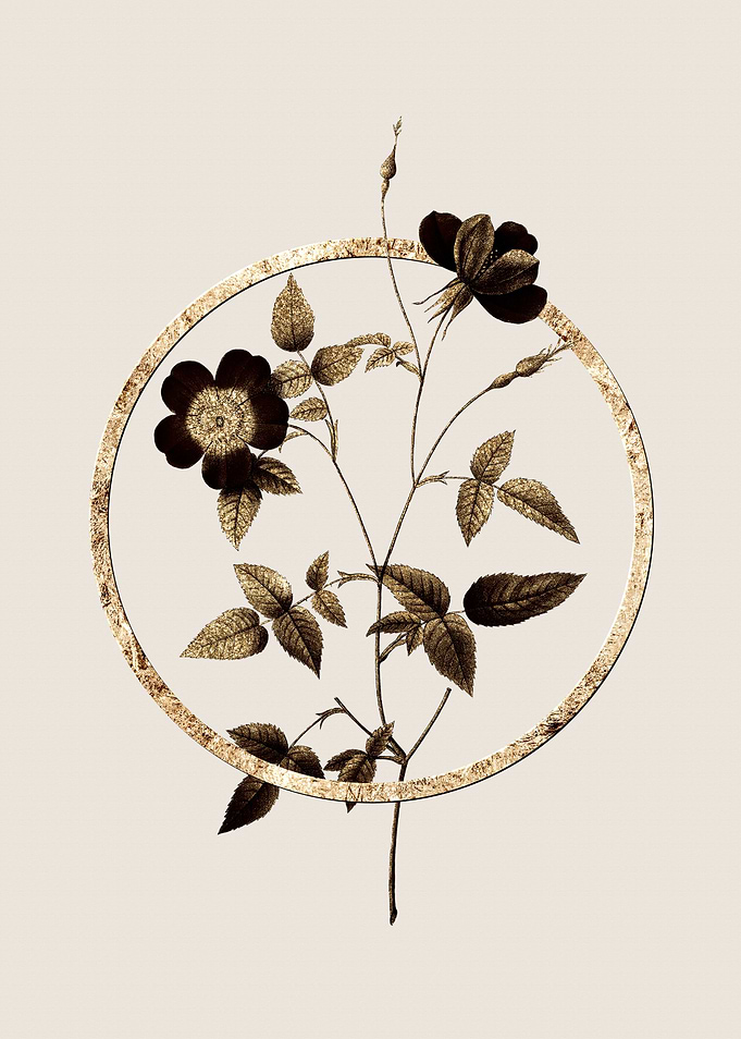 Gold Indica Rose Flower