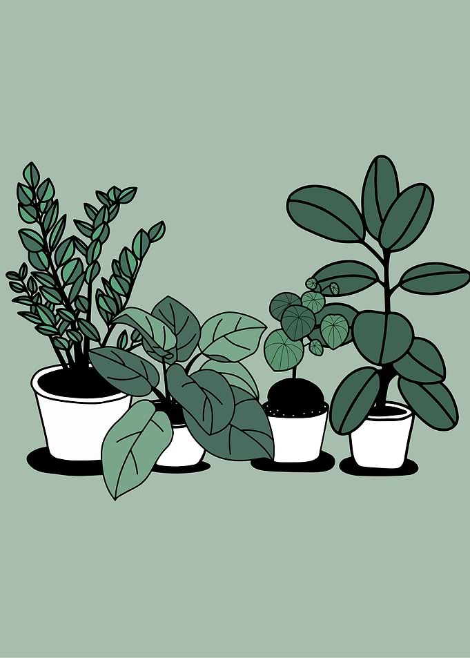 House Plant
