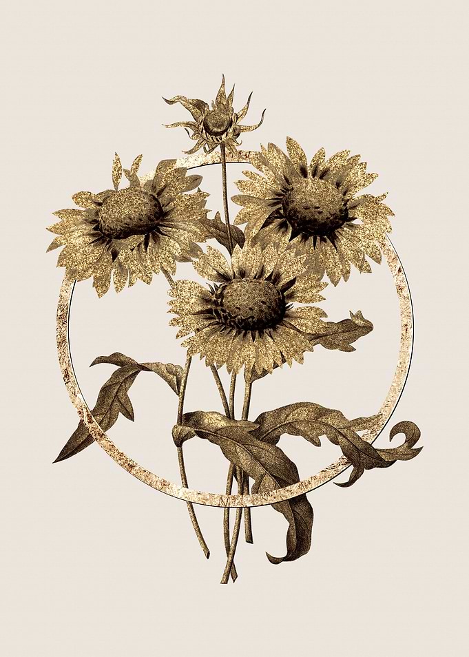 Gold Blanket Flowers