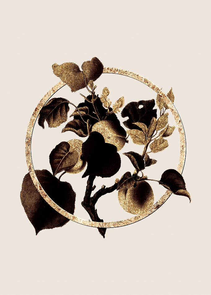 Gold Apricot Fruit Branch