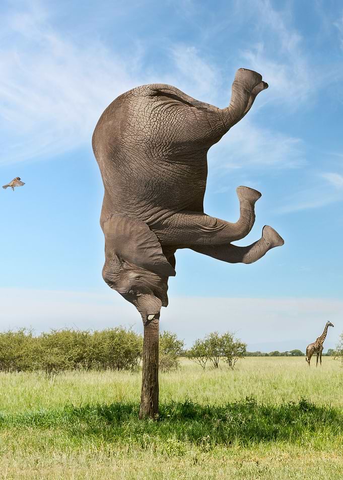 Elephant Tree