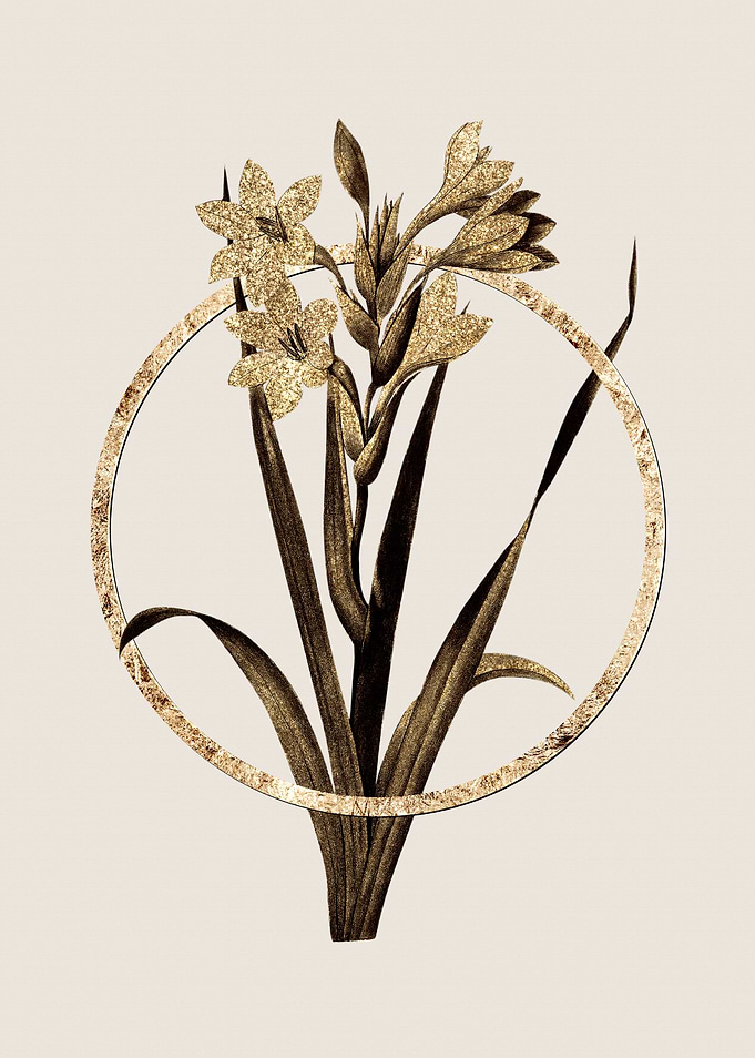 Gold Gladiolus Saccatus