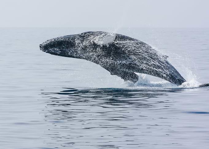 Whales
