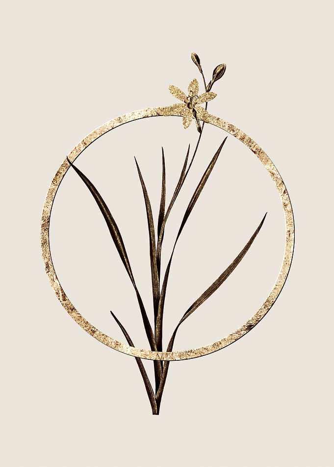 Gold Ixia Anemonae Lily