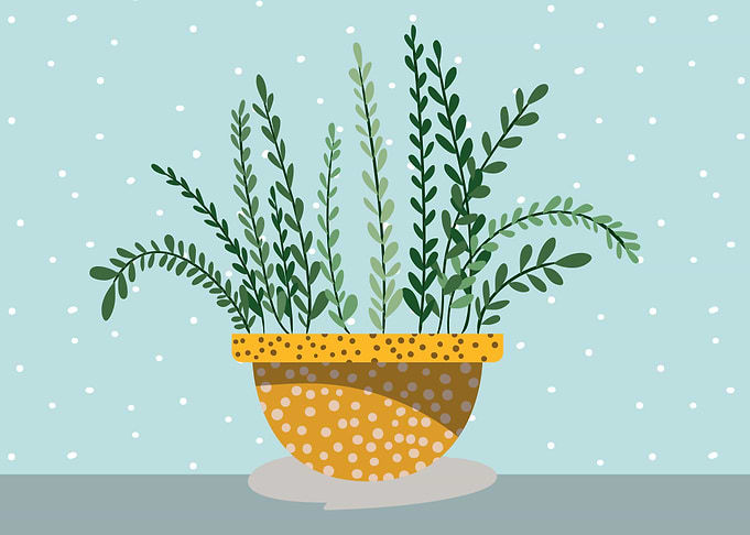 House Plant
