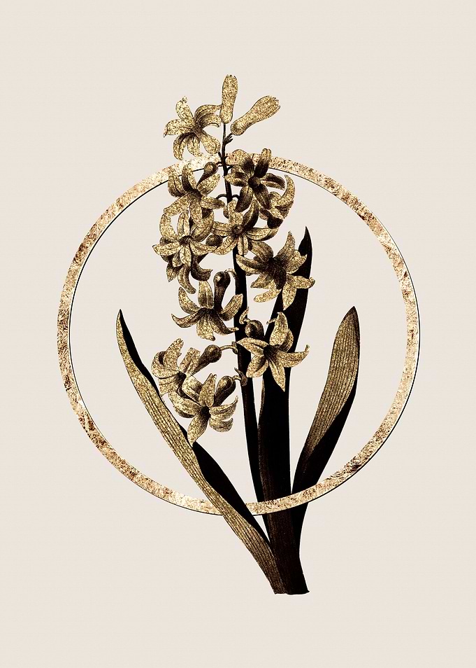Gold Dutch Hyacinth Flower