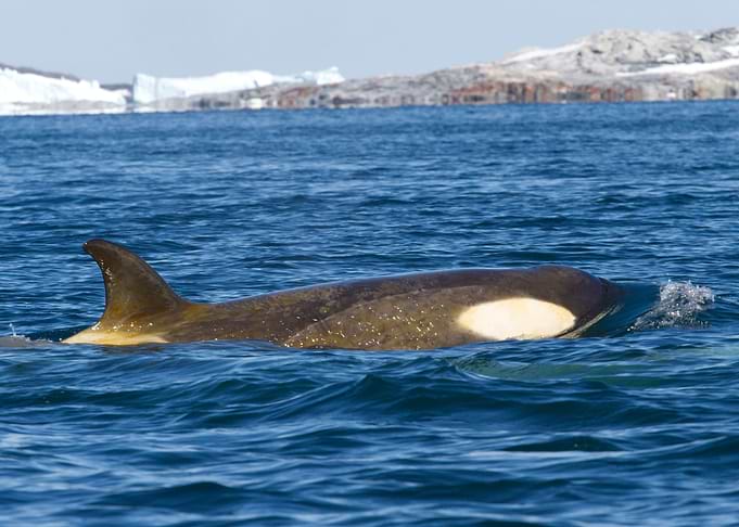 Whales