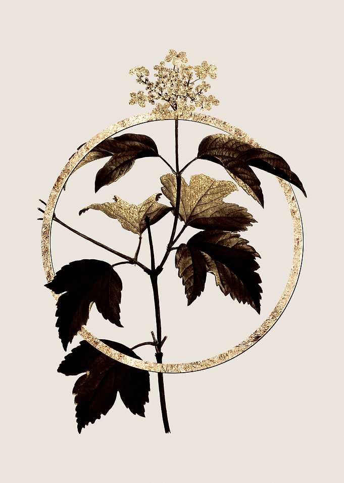 Gold Guelder Rose Flower