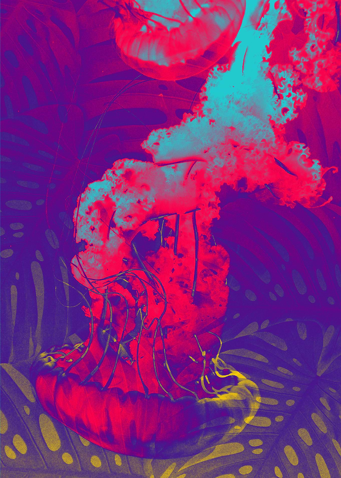jellyfish