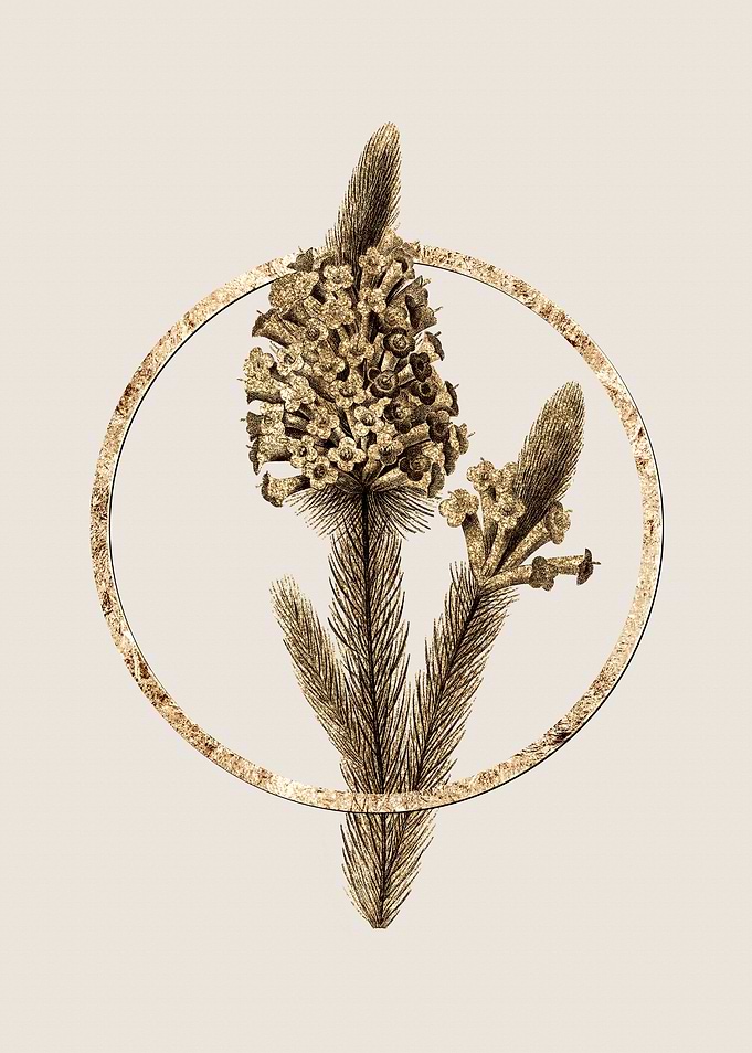 Gold Heather Briar Root