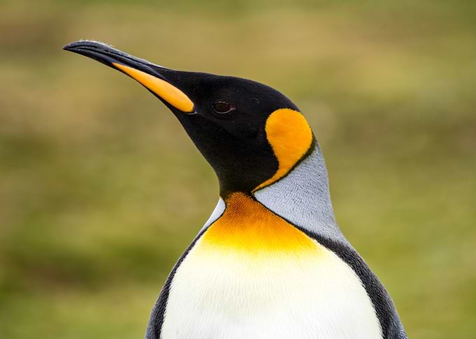 Penguins Animal