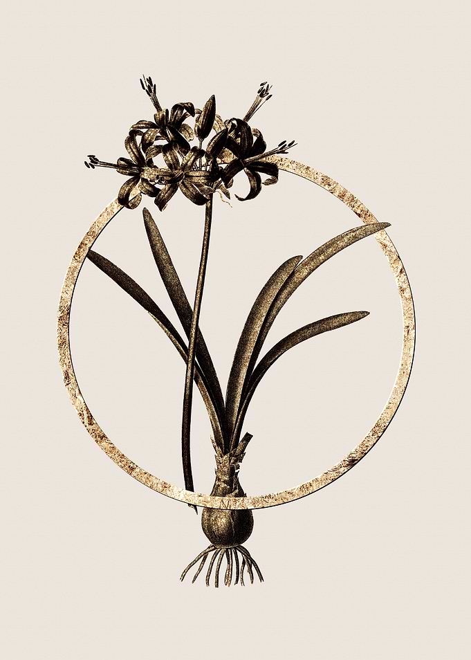 Gold Guernsey Lily Flower