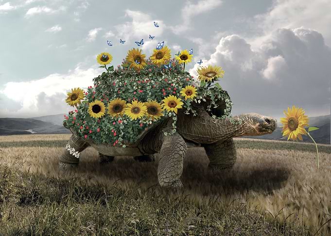 Turtle Garden