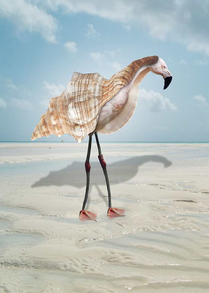 Flamingo with a conch