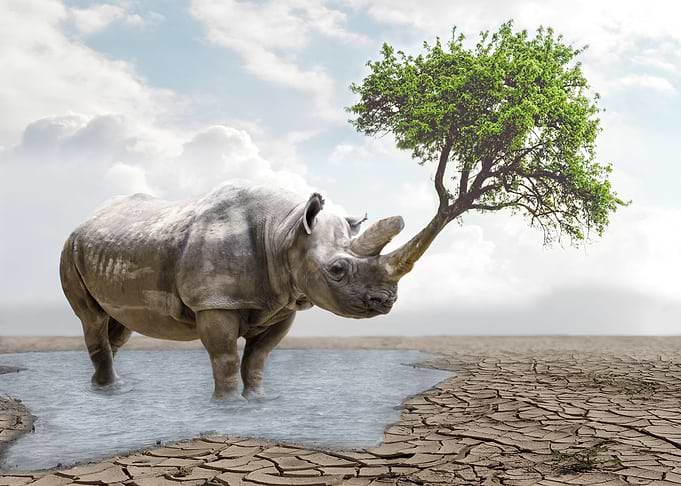 Rhinoceros