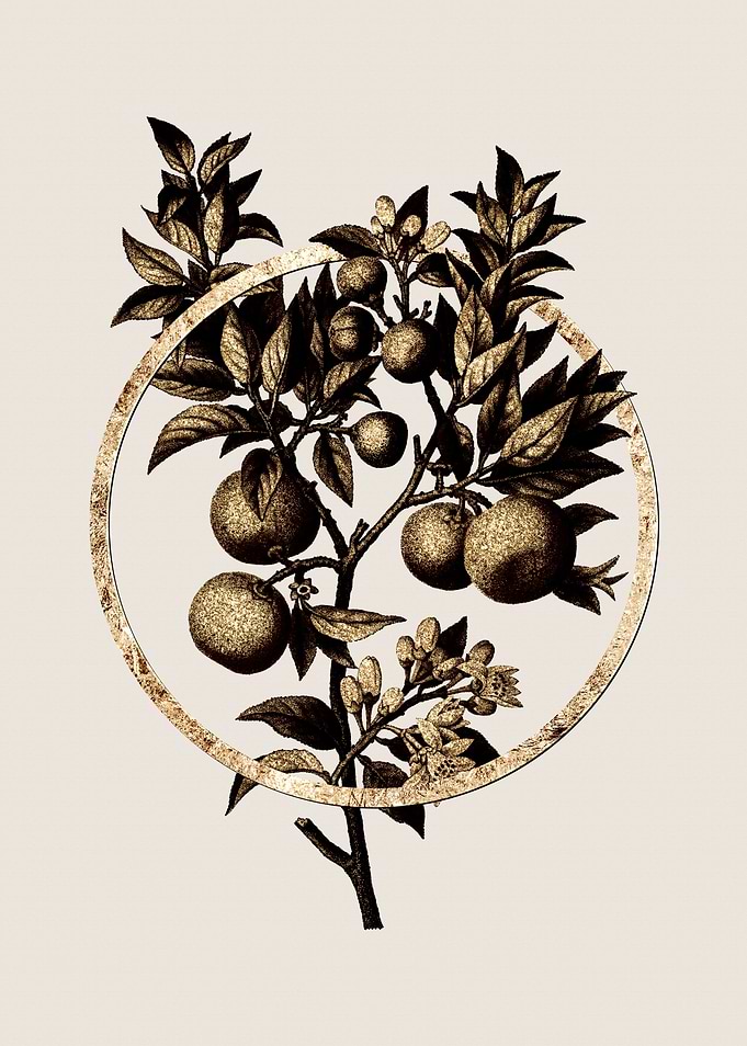 Gold Bitter Orange Fruit