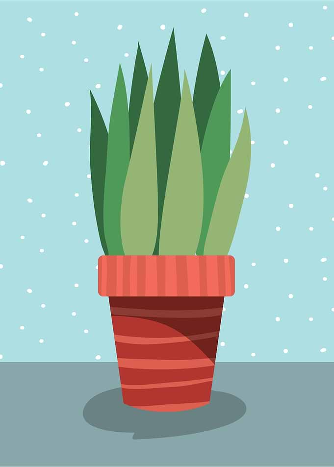 House Plant