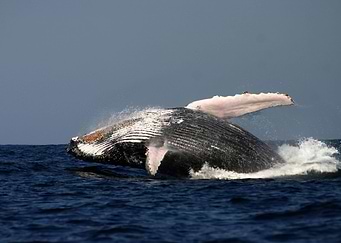 Whales