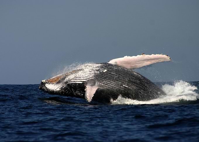 Whales