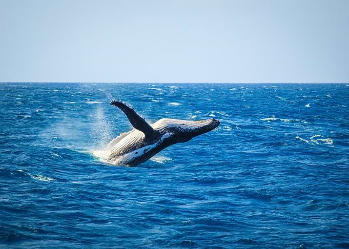 Whales