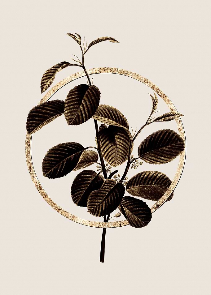 Gold Alpine Buckthorn