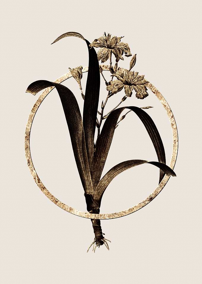 Gold Iris Fimbriata Flower