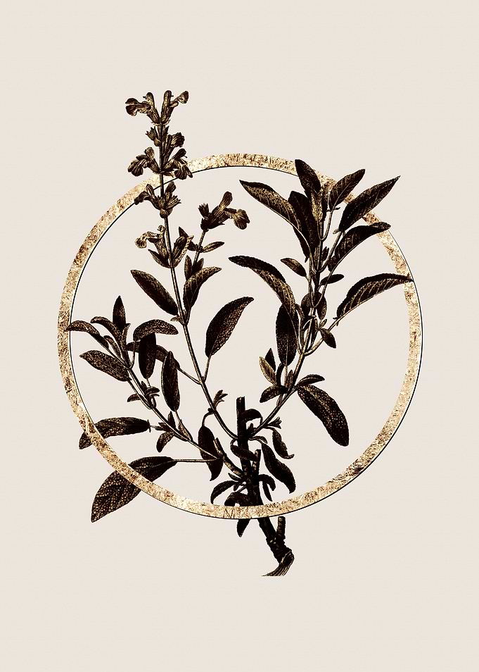 Gold Garden Sage Herb