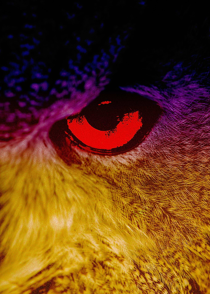 The owls red eyes