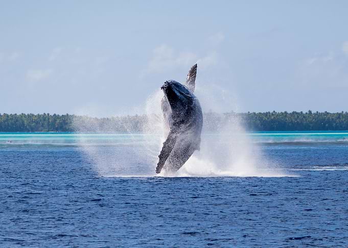 Whales