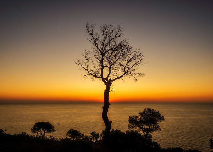 Silhouette of a tree