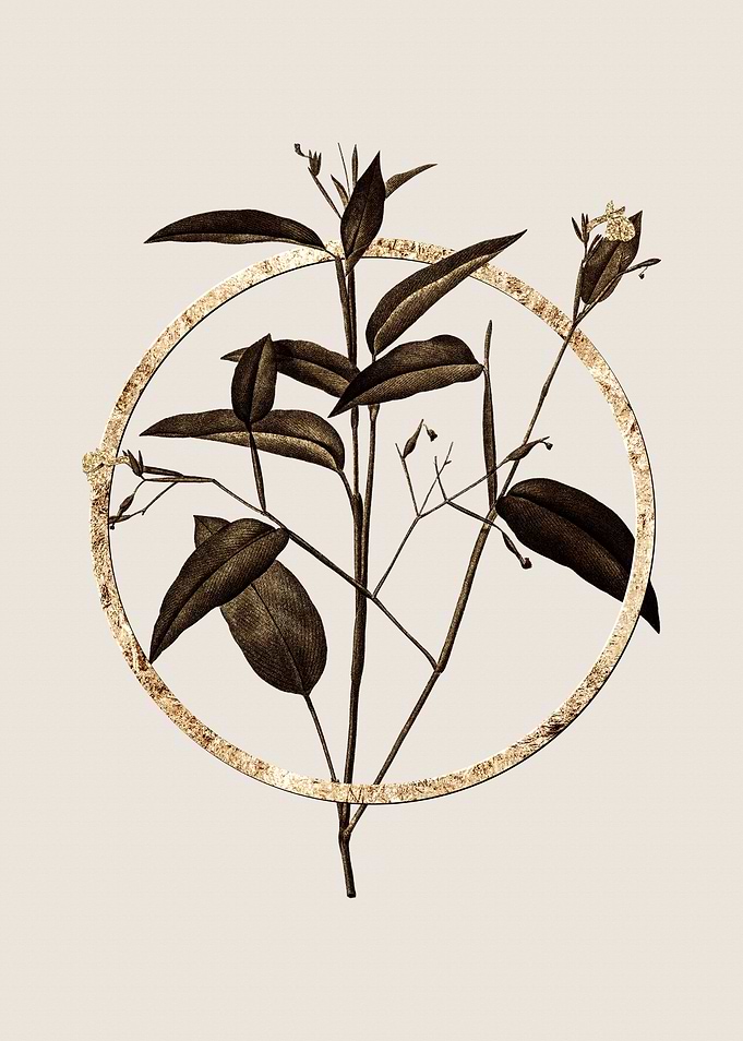 Gold Maranta Arundinacea