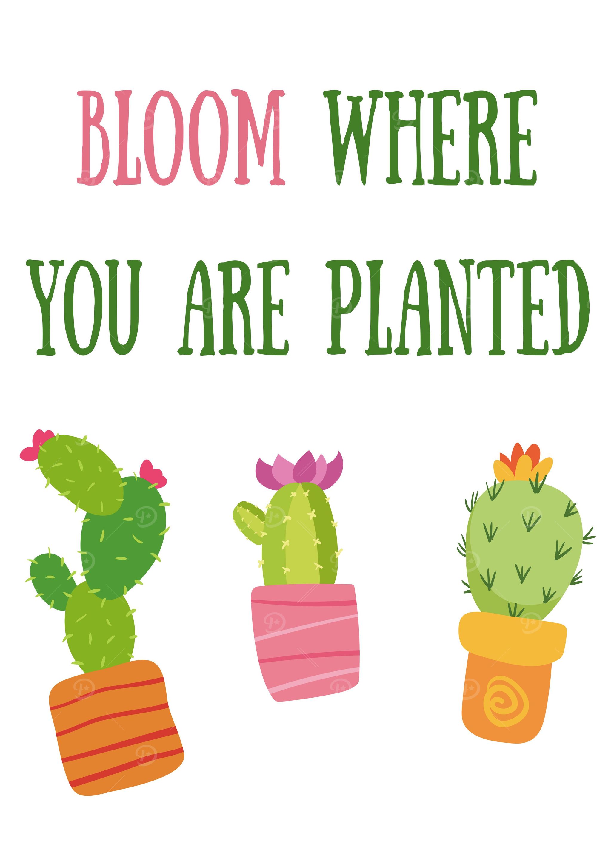 BLOOM CACTUS