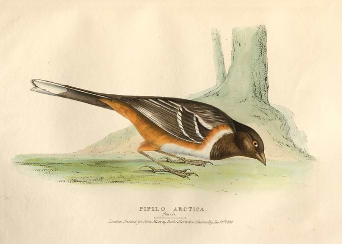 female Pipilo arctica