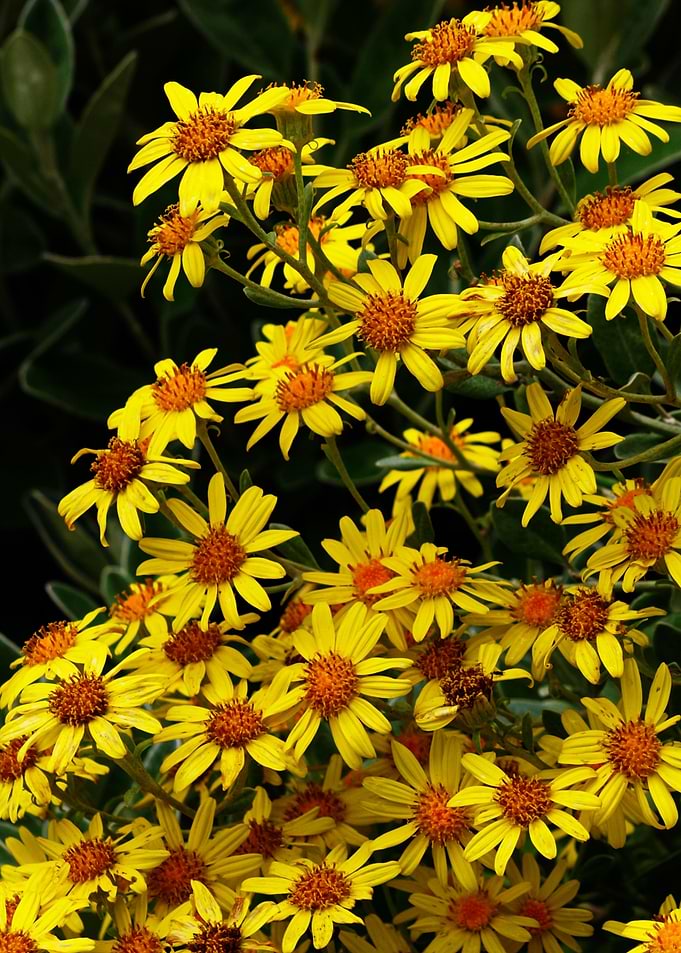 yallow flowers