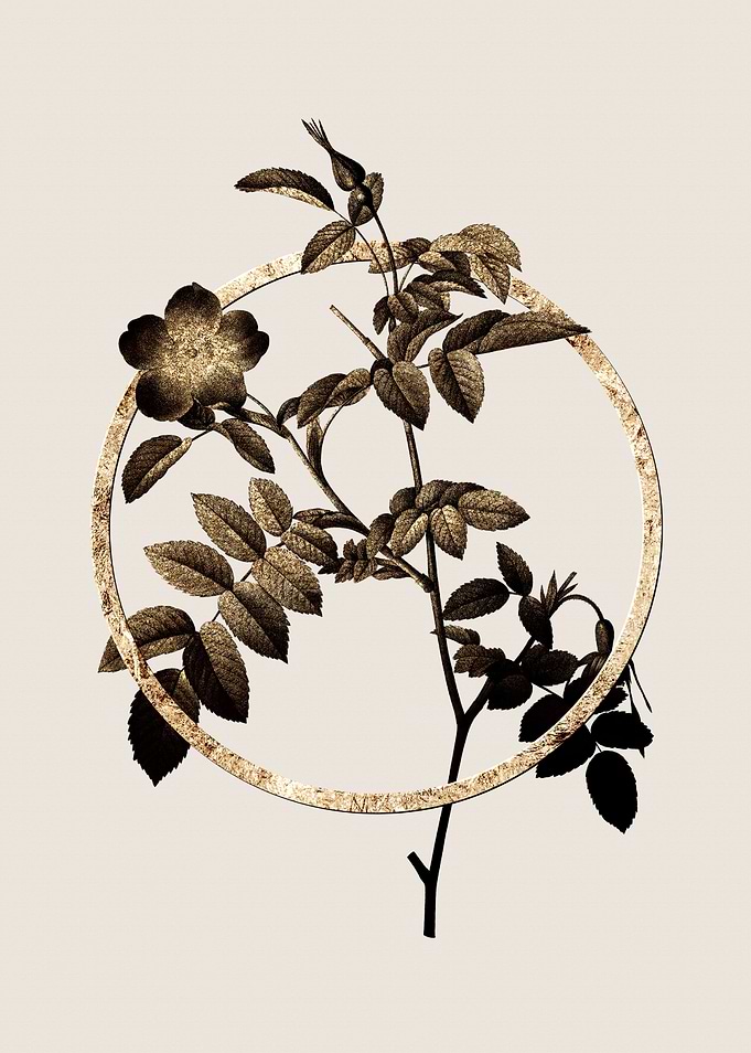 Gold Alpine Rose Flower