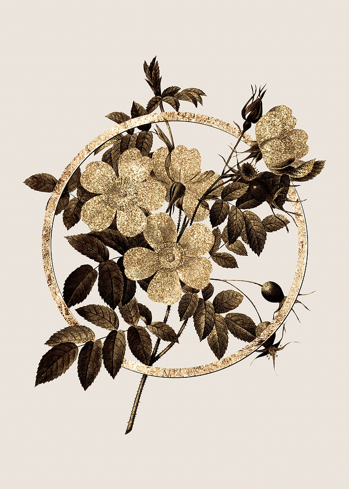 Gold White Candolle Rose