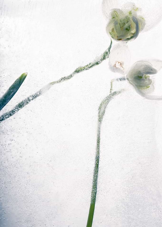 2 snow drops in ice