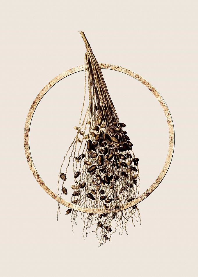 Gold Spadice of the Palm