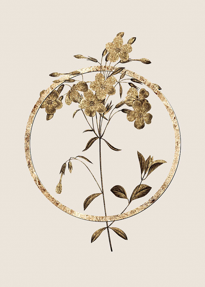 Gold Phlox Flower
