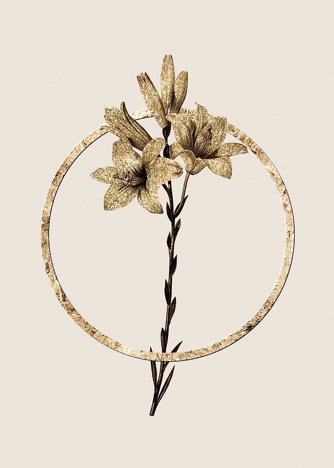 Gold Madonna Lily