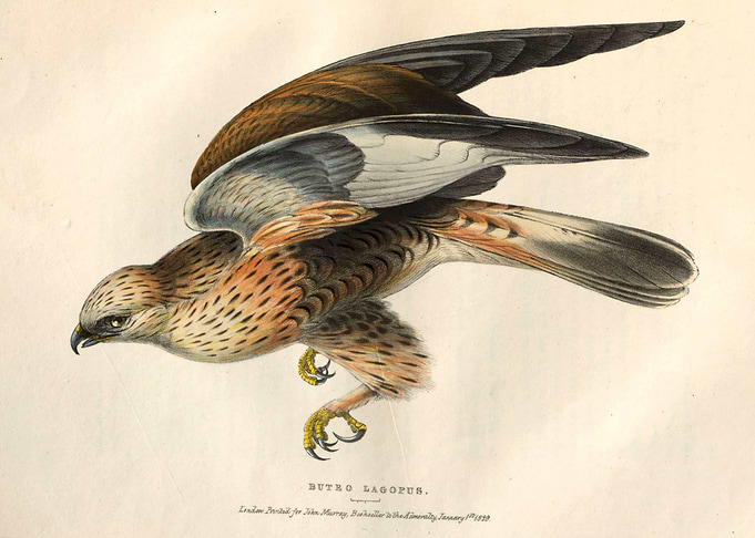 Roughlegged buzzard