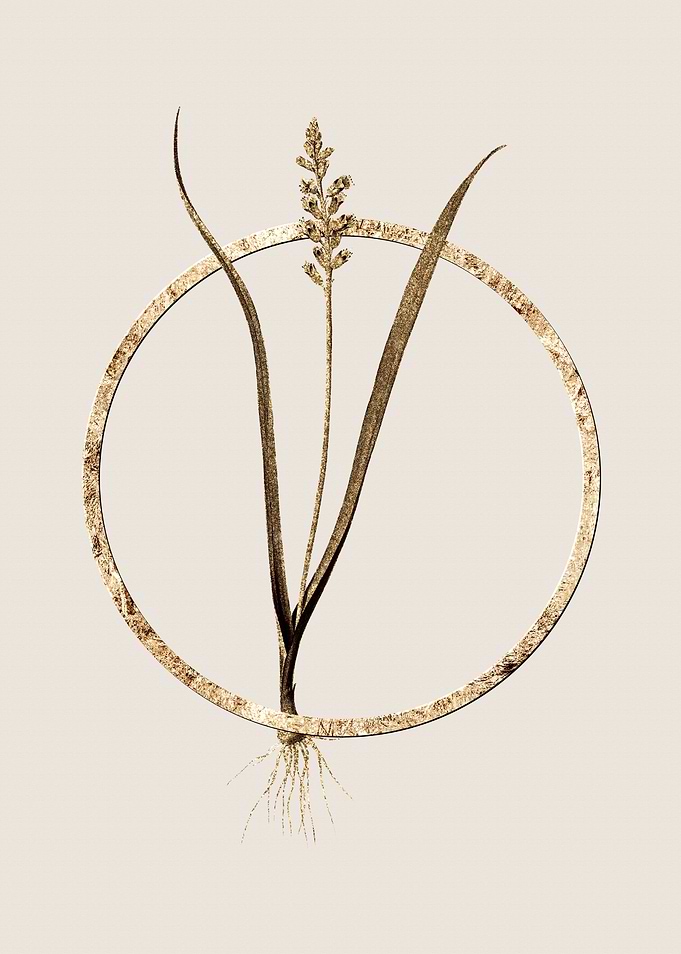 Gold Lachenalia Pallida