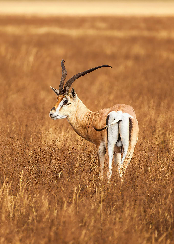 Impala watching its back