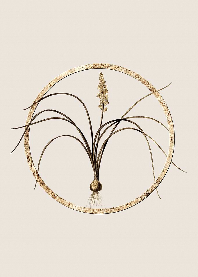 Gold Lachenalia Flower