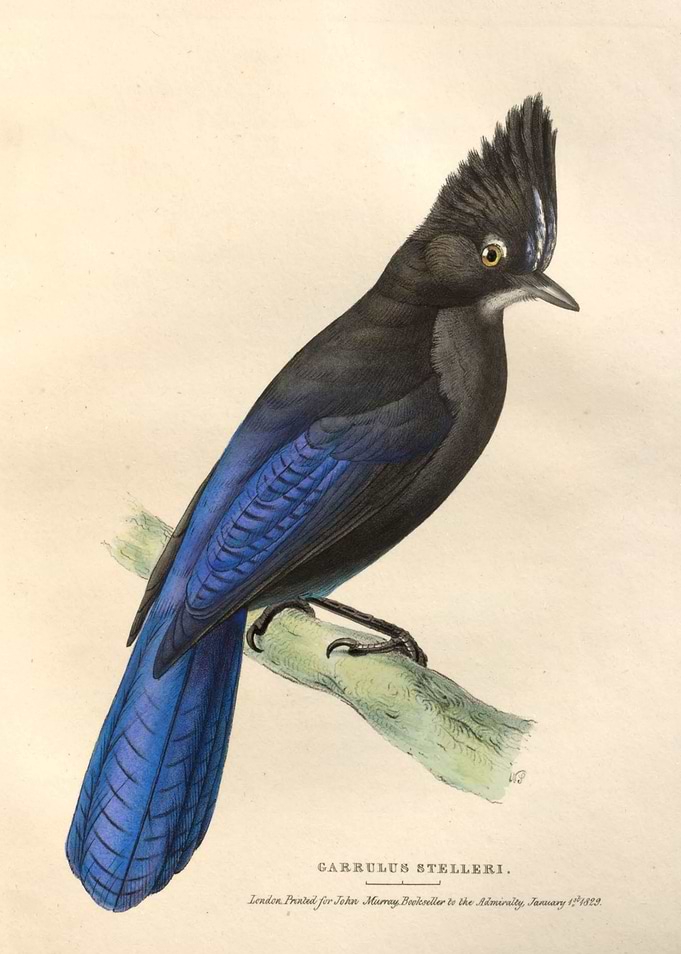 Stellers Jay Garrulus