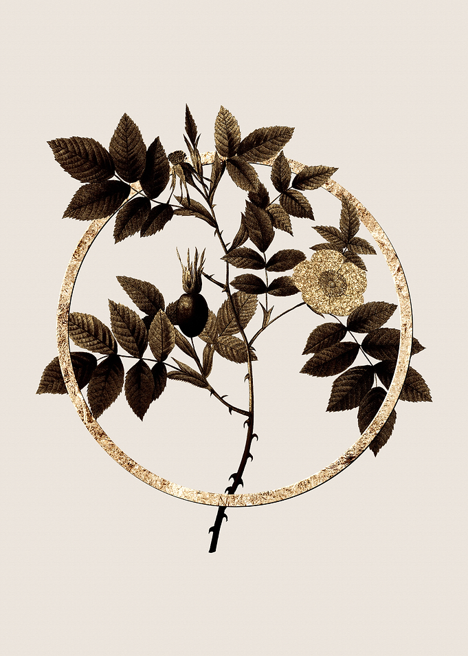 Gold Mountain Rose Bloom