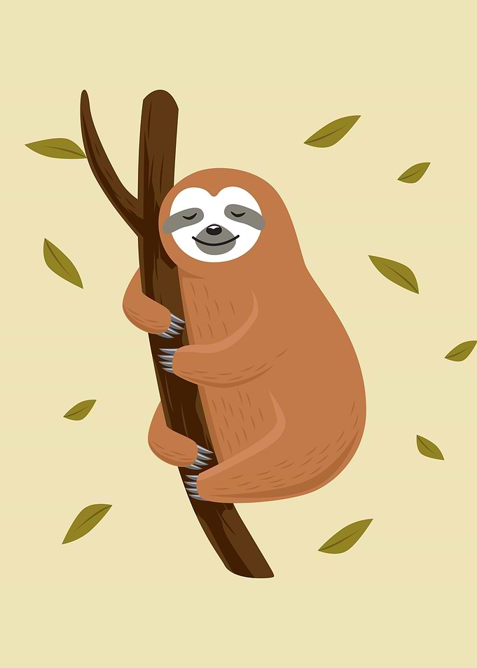 Sloth cute
