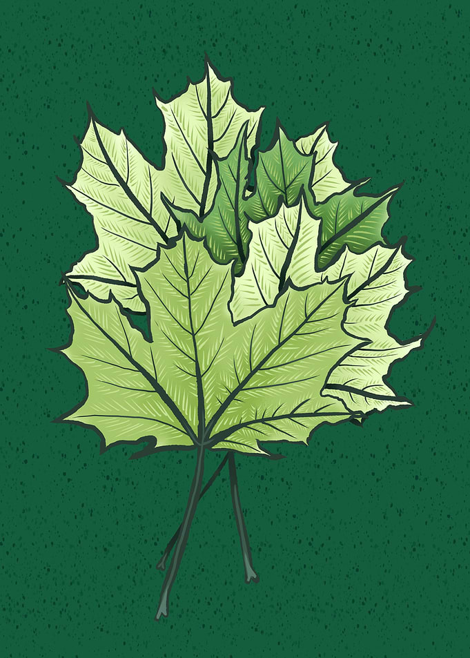 Green Maple Leaves Spring